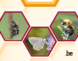 thumbnail -  Biocides : pas sans risque pour les pollinisateurs